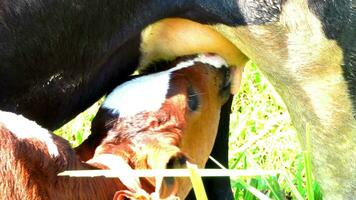 un cerca arriba de un sano hermosa negro vaca enfermería su becerro. linda vaca bebé es succión Leche desde el madre. becerro Bebiendo Leche vaca mamá. video