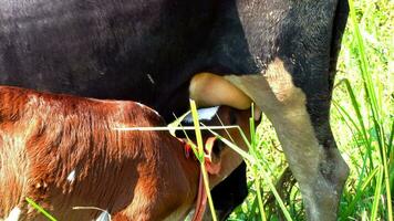een dichtbij omhoog van een gezond mooi zwart koe verpleging haar kalf. schattig koe baby is zuigen melk van de moeder. kalf drinken melk koe mama. video