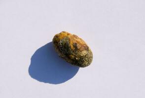 Stone of gallbladder. The result of gallstones. A calculus of heterogeneous composition. photo