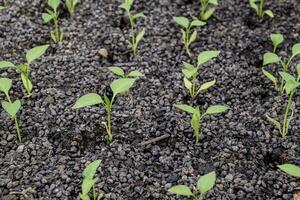 Seedlings of pepper. Pepper in greenhouse cultivation. Seedlings photo