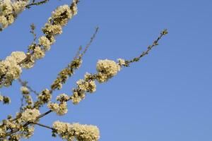 Prunus avium Flowering cherry. Cherry flowers on a tree branch photo