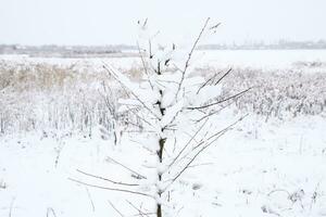 nieve en el árbol sucursales. invierno ver de arboles cubierto con nieve. el gravedad de el ramas debajo el nieve. nevada en naturaleza foto