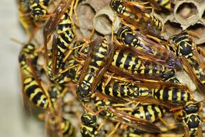 Wasp nest with wasps sitting on it. Wasps polist. The nest of a family of wasps which is taken a close-up photo