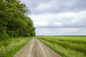 road between the field of barley and the forest. A road in the road. The forest belt. photo