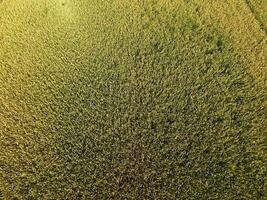 Ripening wheat. Green unripe wheat is a top view. Wheat field photo