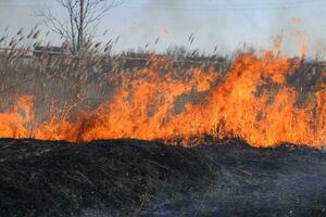 Fire on a plot of dry grass, burning of dry grass and reeds photo