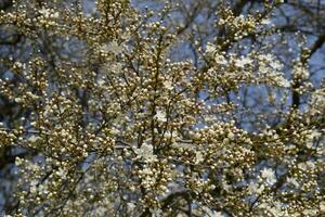 Flowering plum garden photo