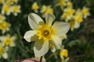 Spring flowering bulb plants in the flowerbed. Flowers daffodil yellow photo