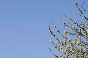 Prunus avium Flowering cherry. Cherry flowers on a tree branch photo