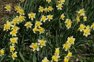 Spring flowering bulb plants in the flowerbed. Flowers daffodil yellow photo