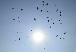 Silhouette of a flock of blackbird flying through a surreal evening sky with a fiery sun photo