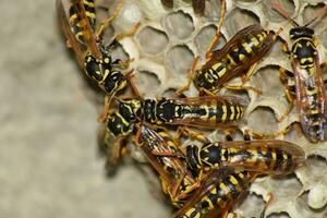 Wasp nest with wasps sitting on it. Wasps polist. The nest of a family of wasps which is taken a close-up photo