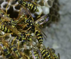 Vespiary. Wasps polist. The nest of a family of wasps which is taken a close-up. photo