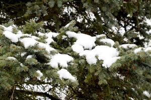 The branches were spruce, covered with snow. Winter in the taiga. photo