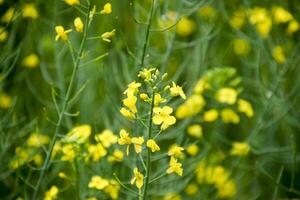 Rape flowers. Macro photo of a flowering canola. Rapeseed field.