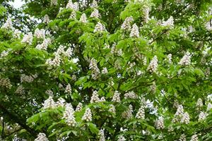 Flowering chestnut horse. White bunches of chestnut flowers. photo