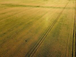 Ripening wheat. Green unripe wheat is a top view. Wheat field photo