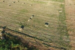 rectangular fardos de heno en el campo. heno foto