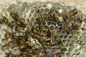 Wasp nest with wasps sitting on it. photo