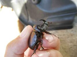 el rinoceronte escarabajo es en el manos de hombre. un de alas rígidas insecto. foto