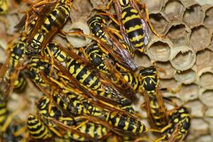 Wasp nest with wasps sitting on it. Wasps polist. The nest of a photo