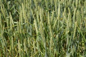 Spikelets of green wheat. Ripening wheat in the field. photo