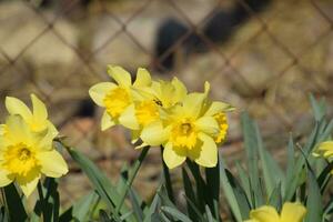 Blooming buds of daffodils in flower bed. photo