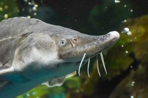 Fish sturgeon swims in the aquarium of oceanarium. Sturgeon fish photo