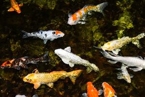 Colorful fancy carp fish, koi fish photo