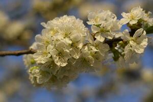 Prunus avium Flowering cherry. Cherry flowers on a tree branch photo