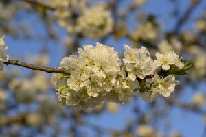 Prunus avium Flowering cherry. Cherry flowers on a tree branch photo