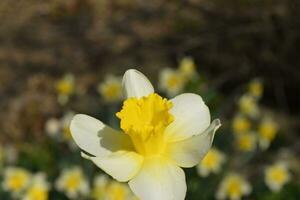 Spring flowering bulb plants in the flowerbed. Flowers daffodil yellow photo