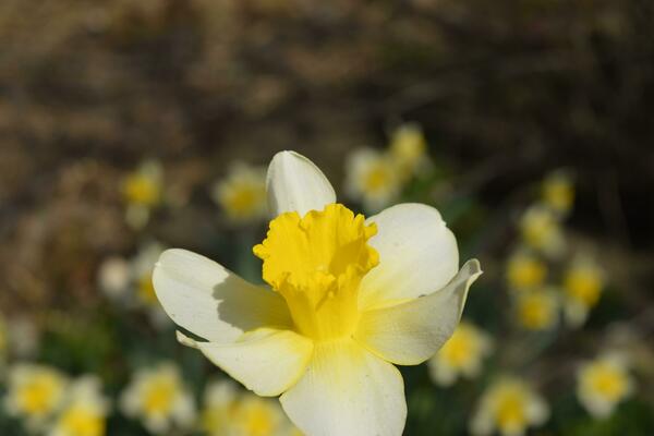 Spring flowering bulb plants in the flowerbed. Flowers daffodil yellow