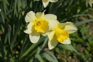 Spring flowering bulb plants in the flowerbed. Flowers daffodil yellow photo