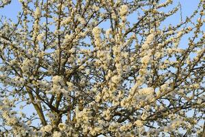 Prunus avium Flowering cherry. Cherry flowers on a tree branch photo