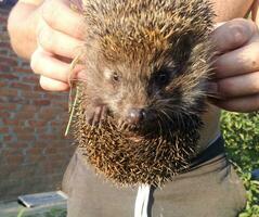 Hedgehog. The prickly mammal is a hedgehog. photo