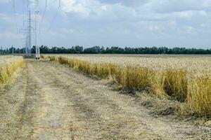 campo de trigo foto