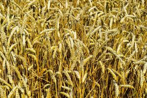 field of wheat photo