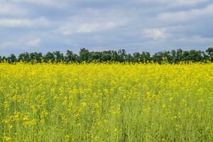 Rapeseed field. Yellow rape flowers, field landscape. Blue sky and rape on the field. photo