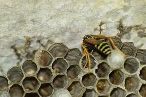 Wasp nest with wasps sitting on it. Wasps polist. The nest of a family of wasps which is taken a close-up photo