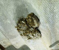 Wasp nest with wasps sitting on it. Wasps polist. The nest of a family of wasps which is taken a close-up photo