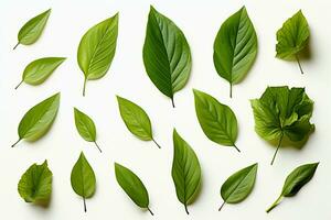 AI generated Fresh herb collection Basil leaves arranged on a simple white backdrop AI Generated photo