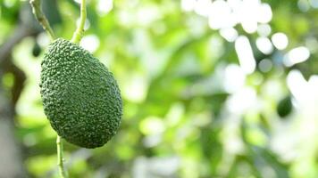 Natural avocado hanging in branch in a avocado tree video