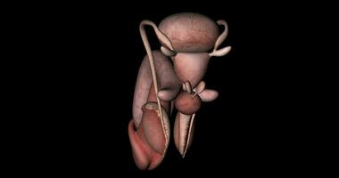 masculino reproductivo sistema animación en rotación en negro antecedentes video