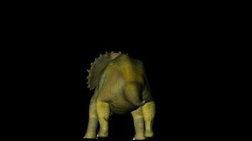 Triceratops Dinosaur in Rotation on Black Background video