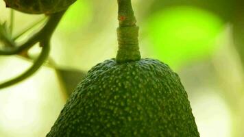 Avocado fruit hanging at branch of tree in a plantation video