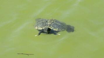 pequeño Tortuga flotante en el aguas de un lago video