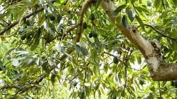 Ernte Avocados Obst im ein Plantage von Obst Bäume video