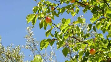 albaricoques Fruta en árbol un soleado día video