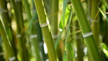 Natural bamboo canes video